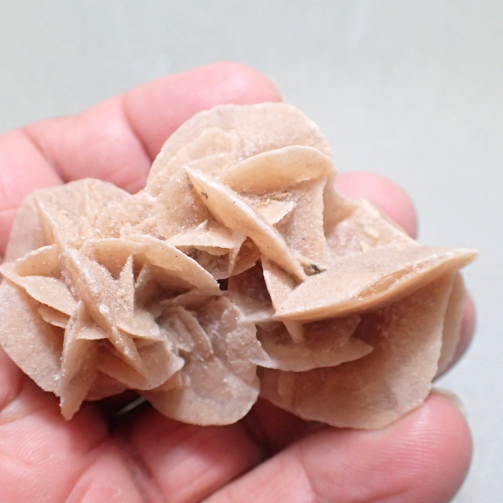 Gypsum var. Selenite, Chottel Djerid, Kebeli Gouernorate, Tunisia
