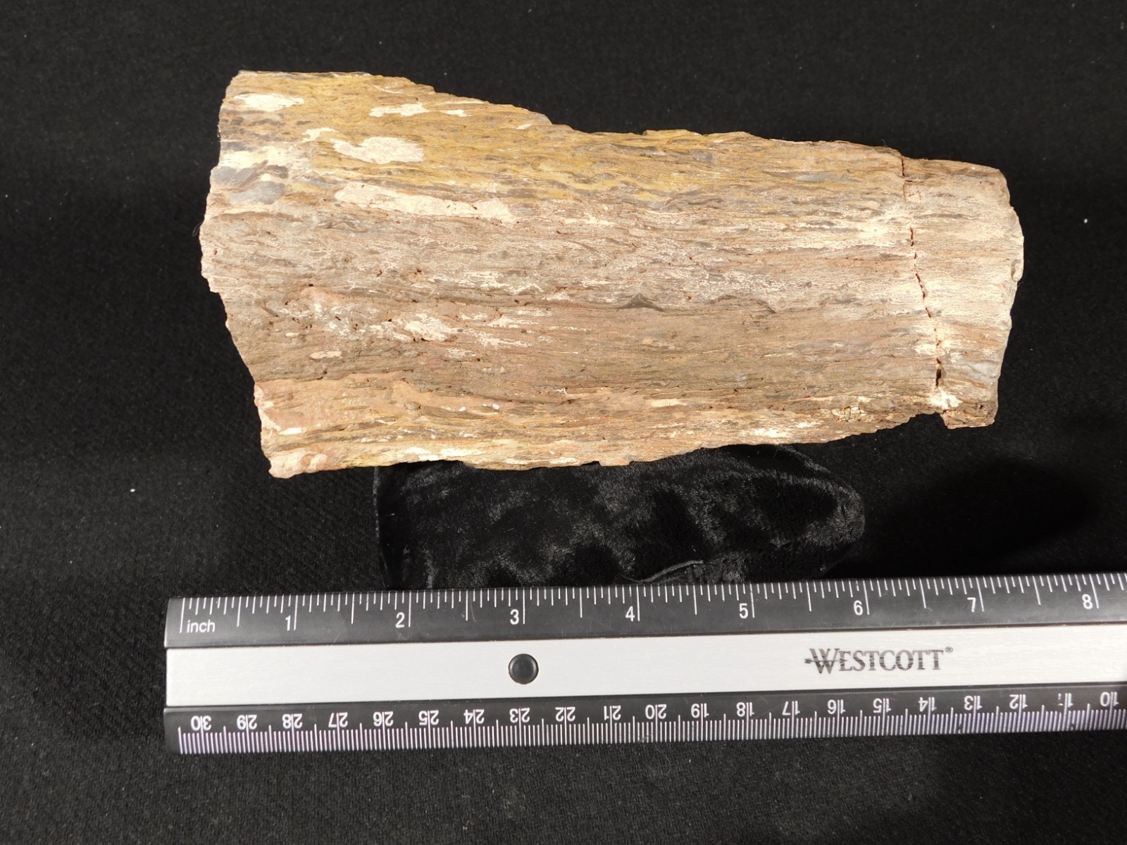 Larger! FERN PALM or CYCAD Fossil From Jurassic Utah! 100% Natural 2030gr