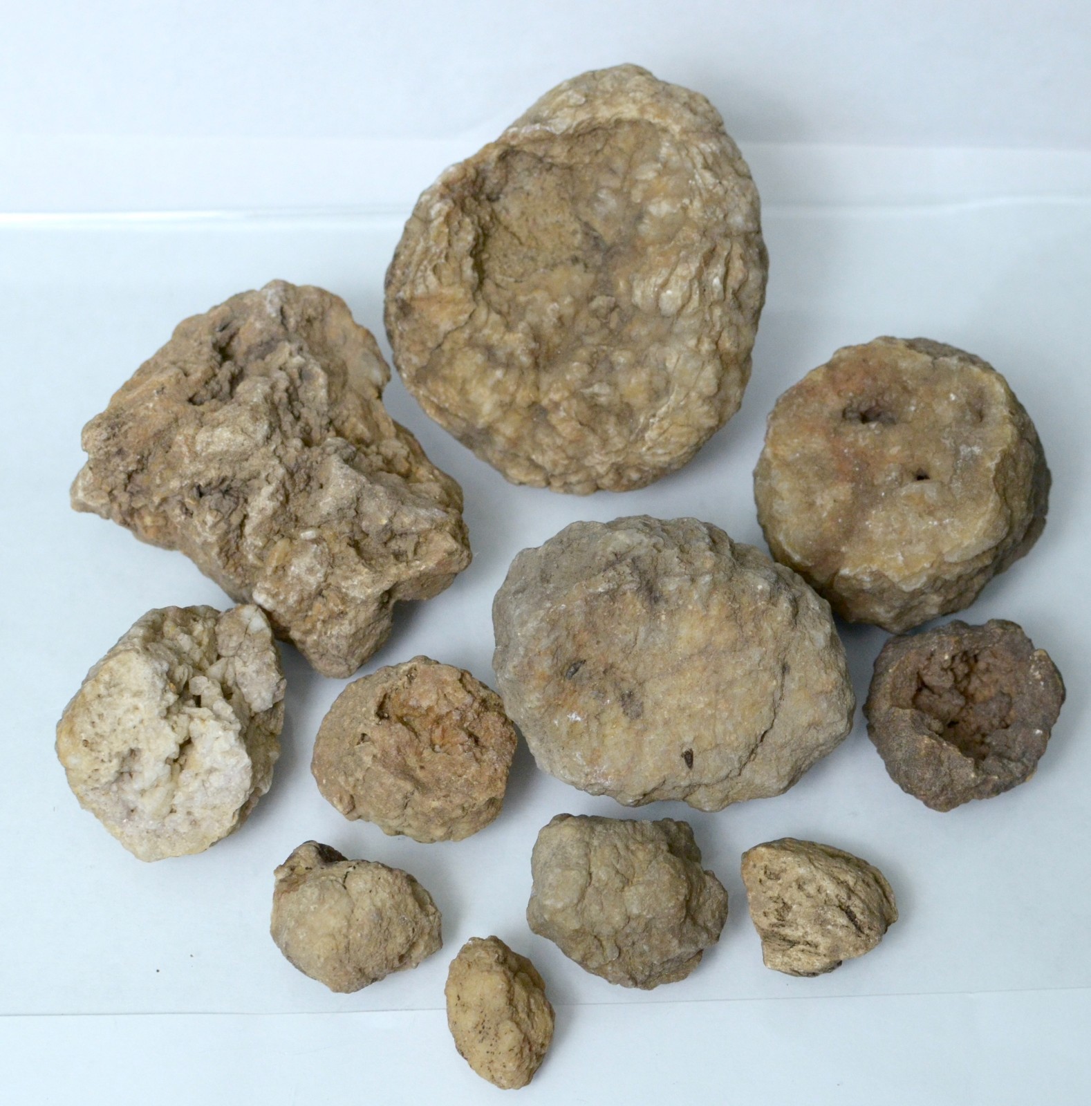 Lot of Kentucky Beekite Geodes | Unique Botryoidal Chalcedony