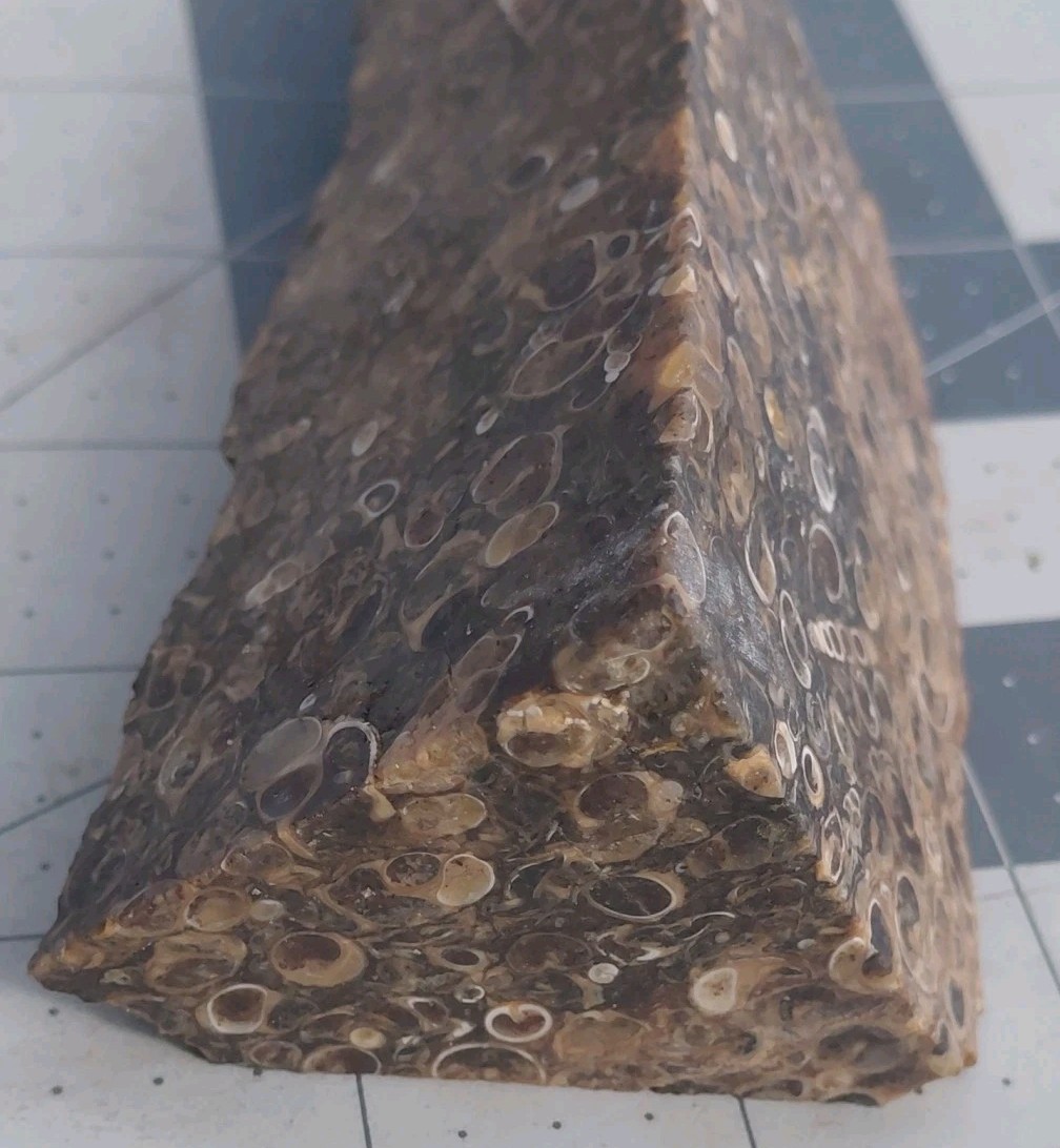 1 lb Turritella Agate Cross Section Snail Fossils Slabbed 4 Sides 5 3/4″ Wyoming