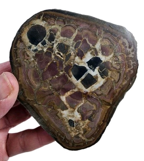 Septarian Polished Nodule Half Specimen Morocco 147.6 grams Great Piece