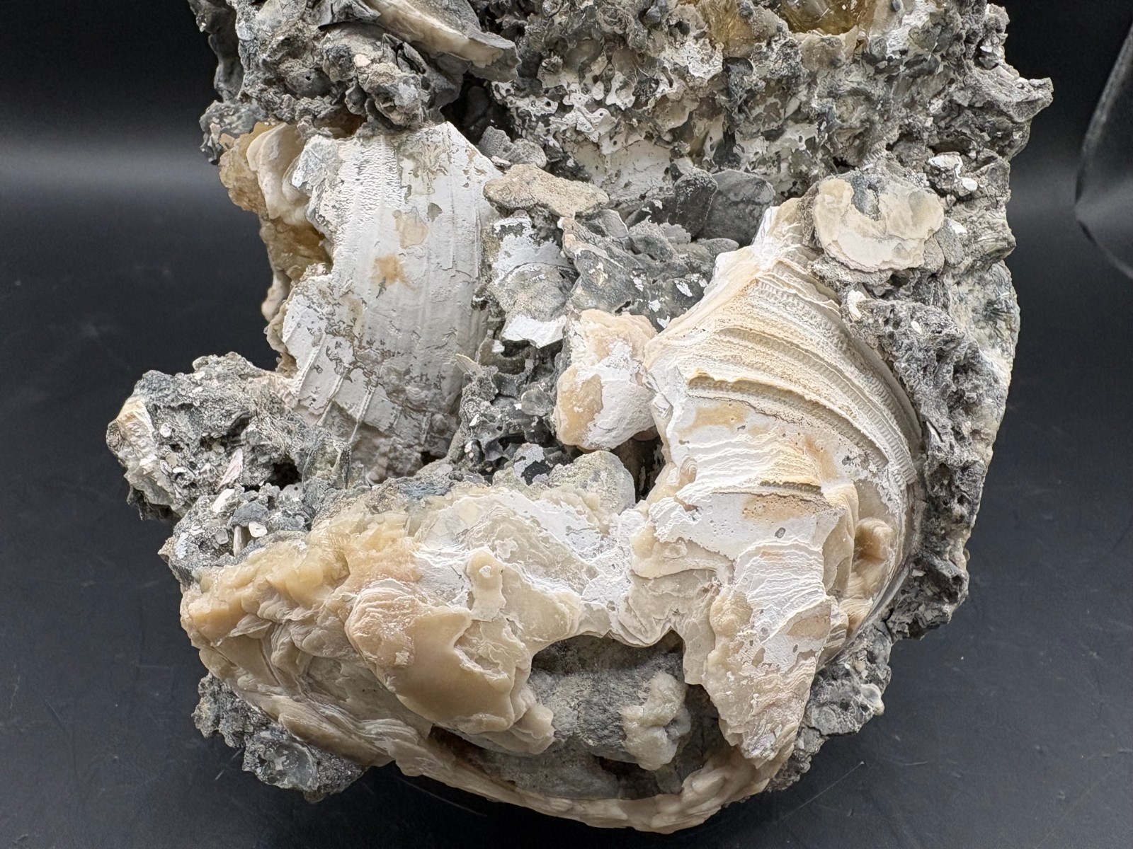 Premium Calcite Clam Fossil Cluster 8″ in Matrix – Cut Display Base – OTS