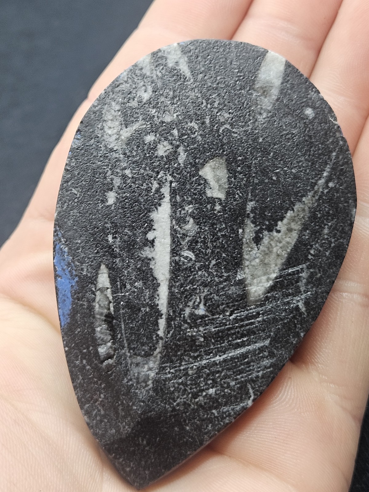Polished Orthoceras Fossil Palm Stone – Morocco – Devonian Era Cephalopod