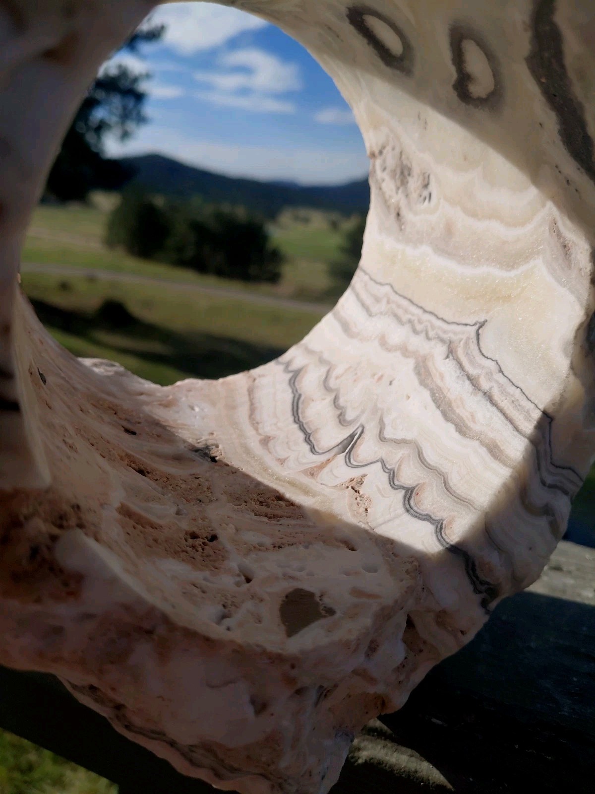 13.25Lb Zebra Calcite W CORED 4″ “Window” Display UV+ Bands Wrap Unique Décor