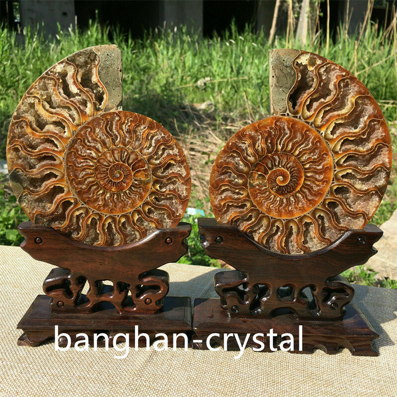 1pc Natural ammonite fossil conch Crystal specimen healing Home decoration+stand