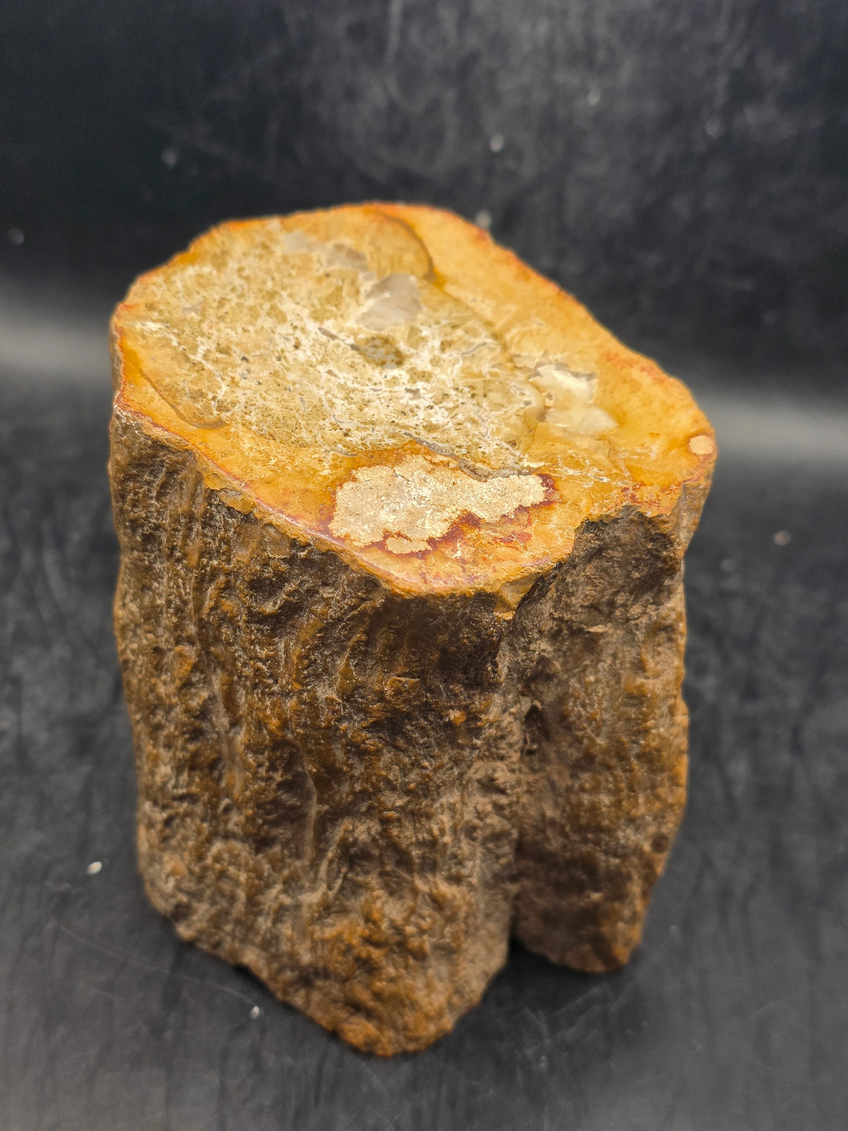 Petrified wood trunk! 1.15 pounds, 3.5 inches tall, 3.3 inches wide