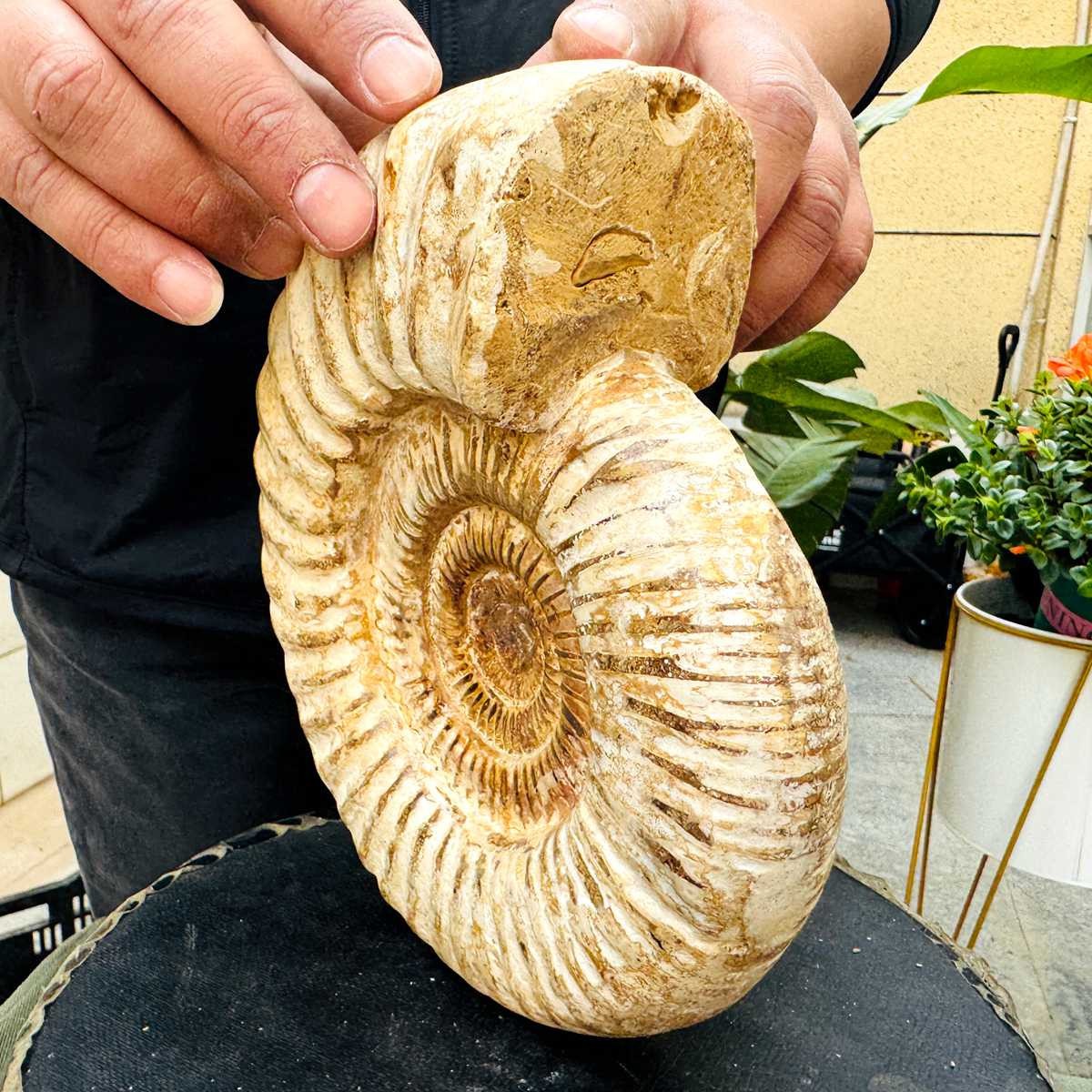 5.25LB Rare Large Natural Polished Natural Conch Fossil Specimens of Madagascar