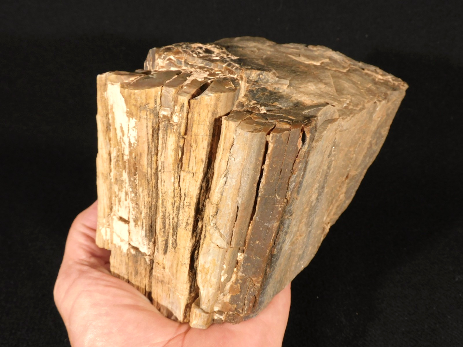 Nice BARK! Big Petrified WOOD Fossil From JURASSIC Utah 2200gr