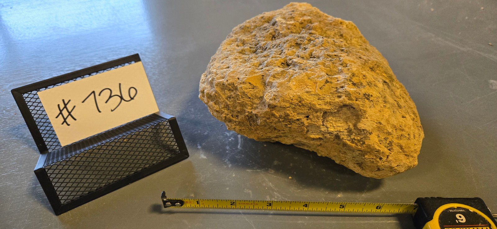 7″ Medium Pumice Stone Floating Natural Rock Carnivorous Succulent Garden #736