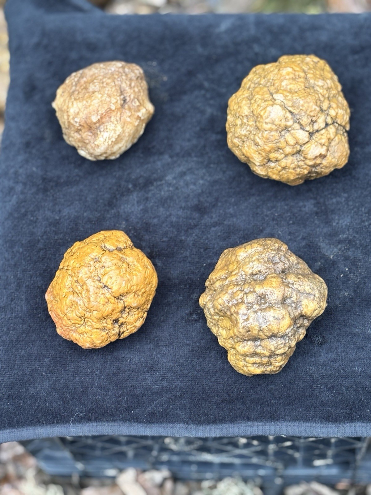 Lot of 4 MEDIUM Unopened Geodes | Jackson Co Indiana Glacial Boundary
