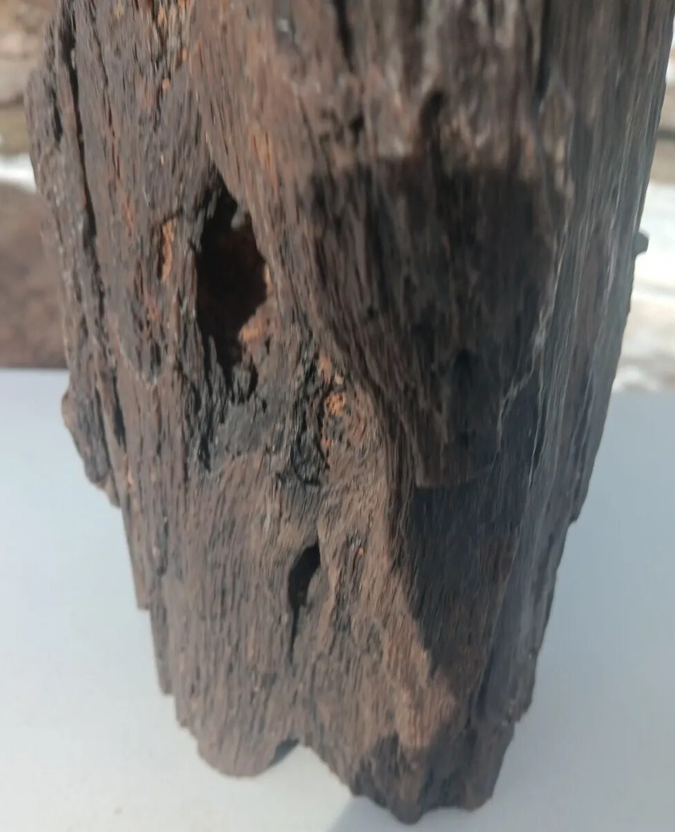 Petrified Iron Wood Fossil Tower Twistes Knots Holes Rings 10 3/4lb Display Rare