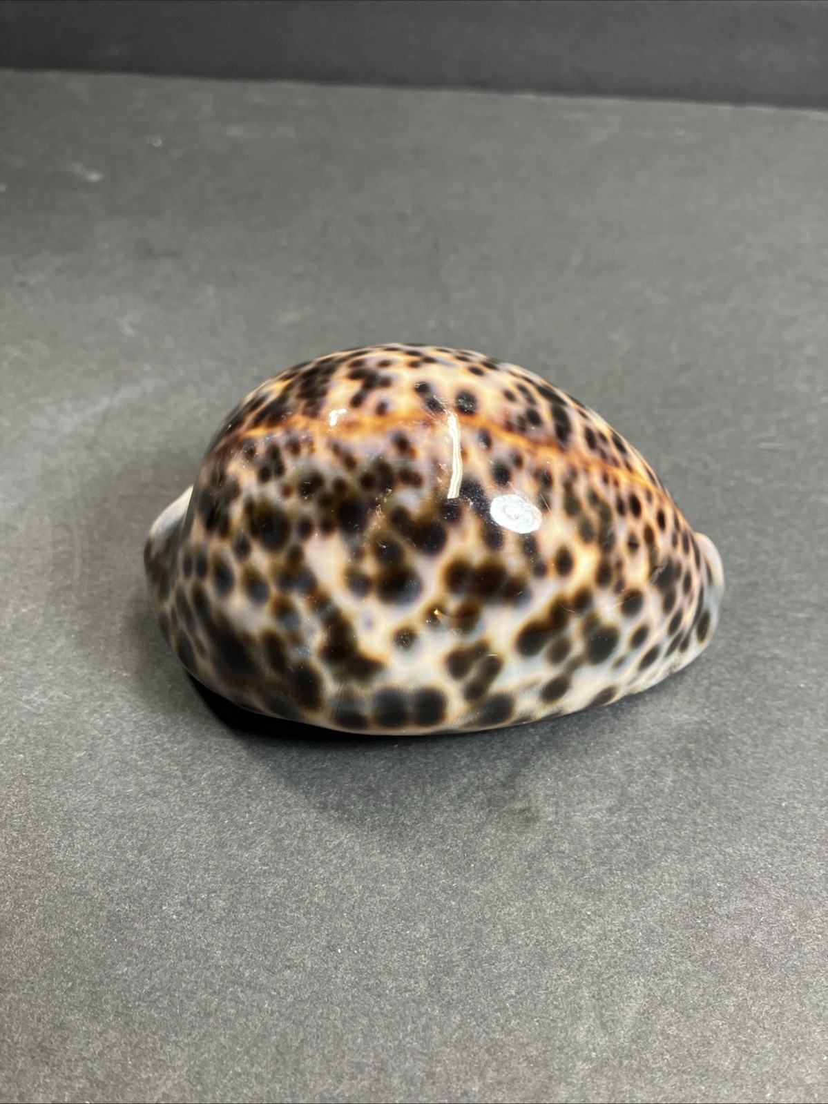 Tiger Cowrie-Cypraea Tigris Shell 3.75” – 9.5 Cm Long Nice Size And Color