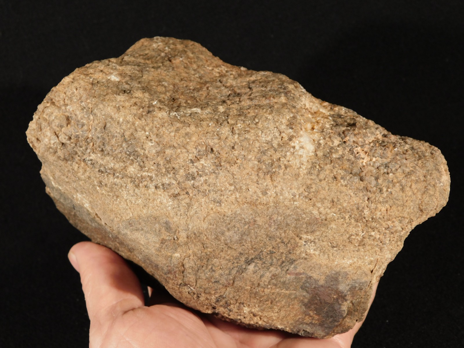 Big! Petrified Wood Fossil With SMOKY Quartz CRYSTALS Utah 2362gr