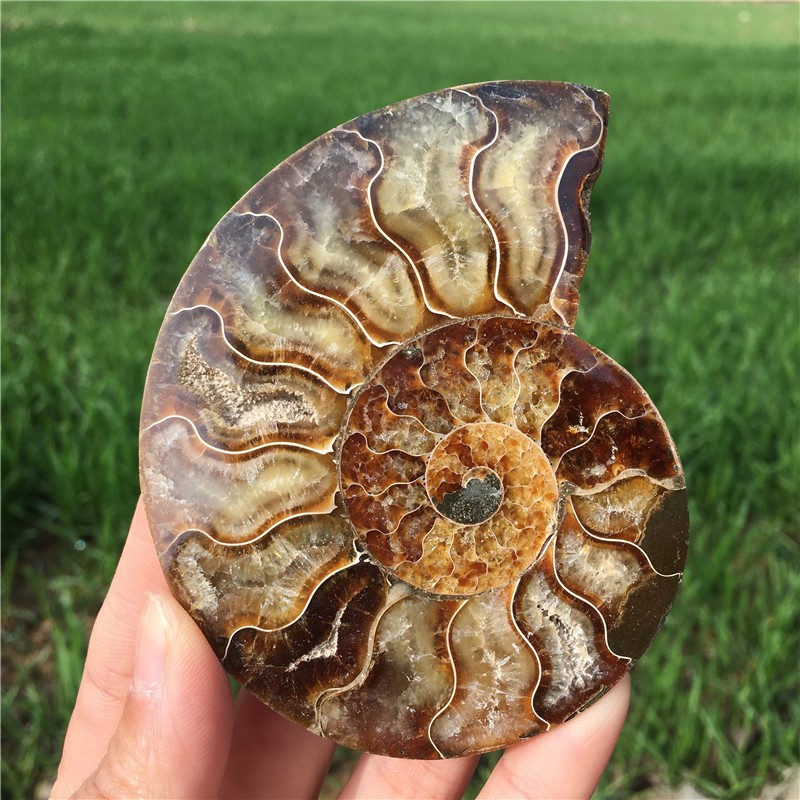 200g+ Top! Natural Ammonite Fossil Conch Crystal Specimen Healing+stand 1PC