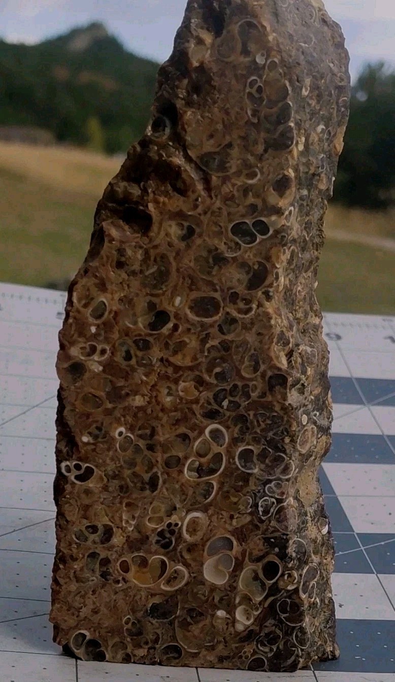 1 lb Turritella Agate Cross Section Snail Fossils Slabbed 4 Sides 5 3/4″ Wyoming