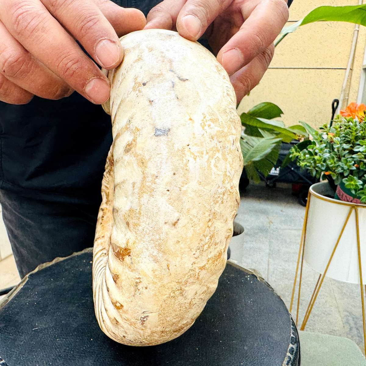 5.25LB Rare Large Natural Polished Natural Conch Fossil Specimens of Madagascar