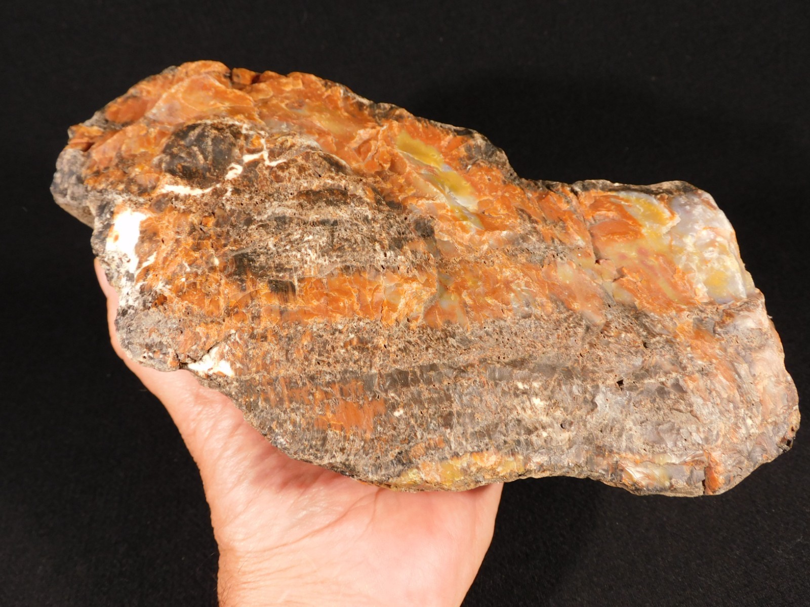BIG! Highly Agatized Petrified WOOD Fossil From Triassic Arizona 3583gr