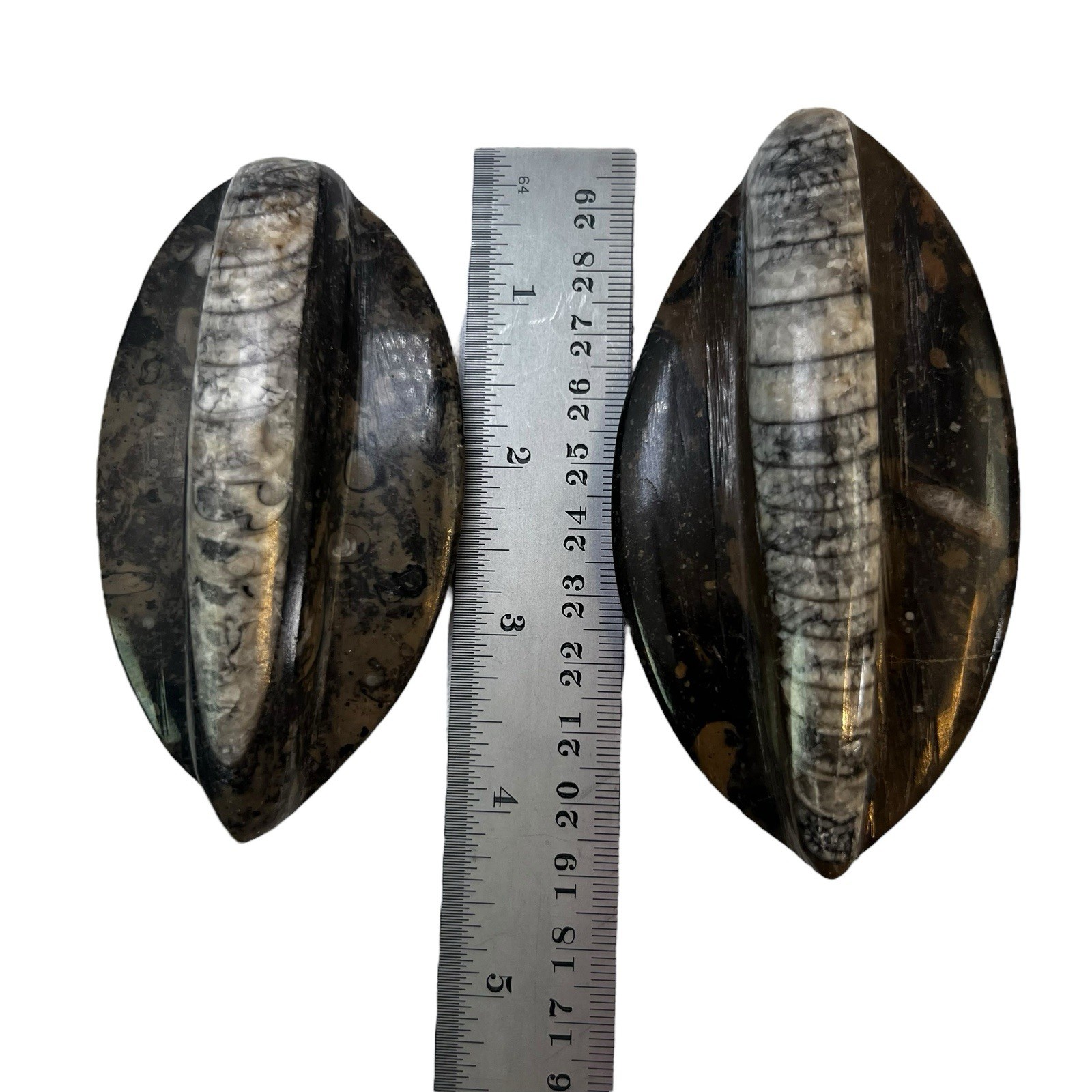Lot of TEN Polished 400 Million Year Old Orthoceras Fossils Sm and Lg Morocco