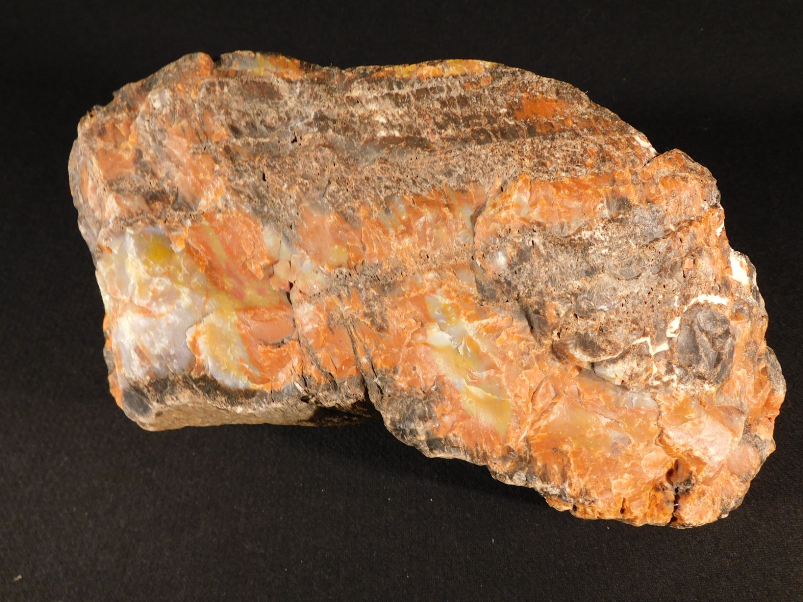 BIG! Highly Agatized Petrified WOOD Fossil From Triassic Arizona 3583gr