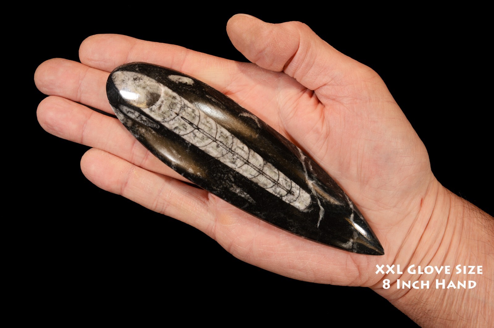 Orthoceras Fossils 5 1/2″ Metaphysical Root Chakra Healing Crystal Polished