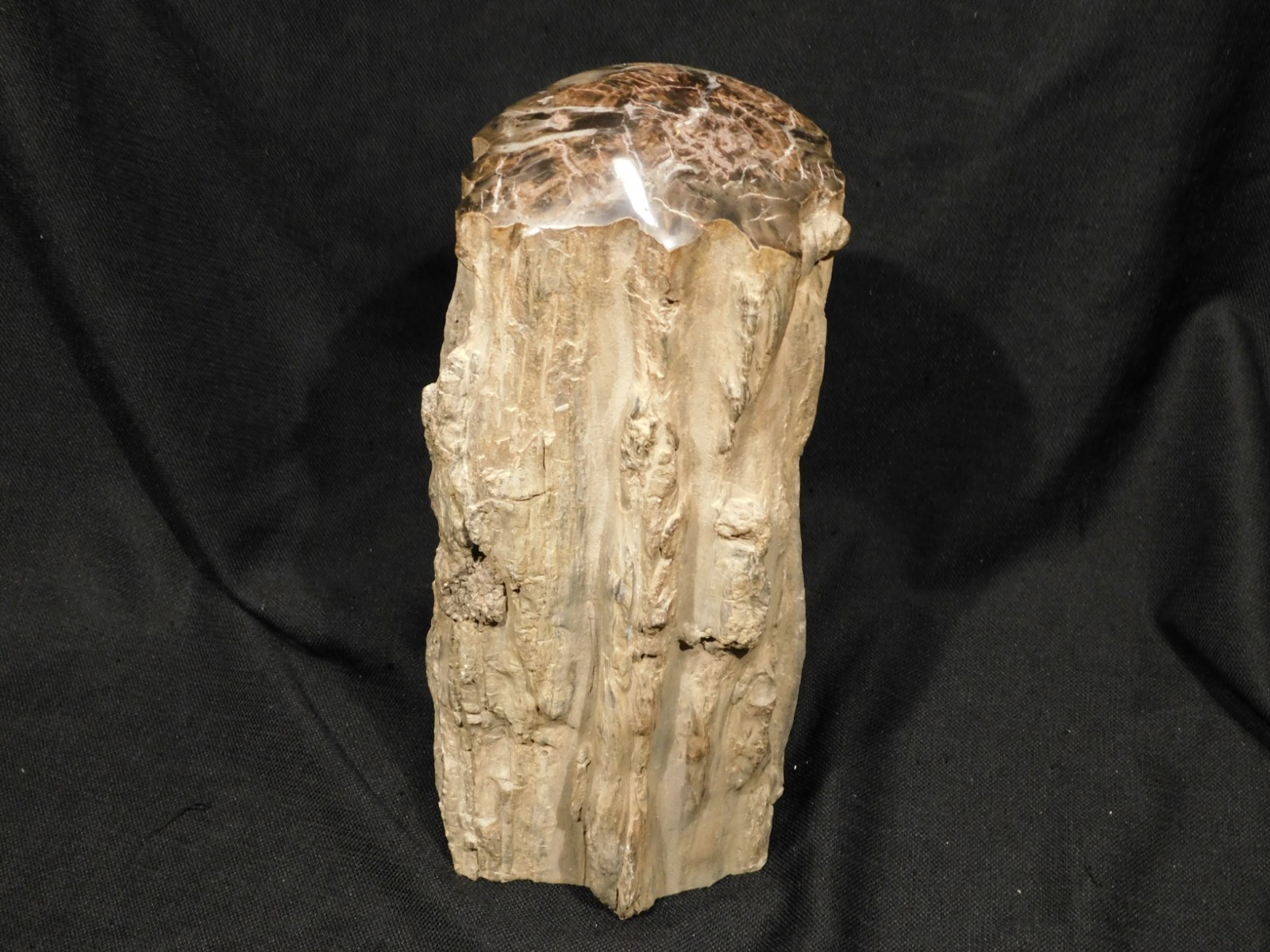 wOw! HUGE Dome Polished Petrified WOOD ROLLER Fossil Free Standing Arizona