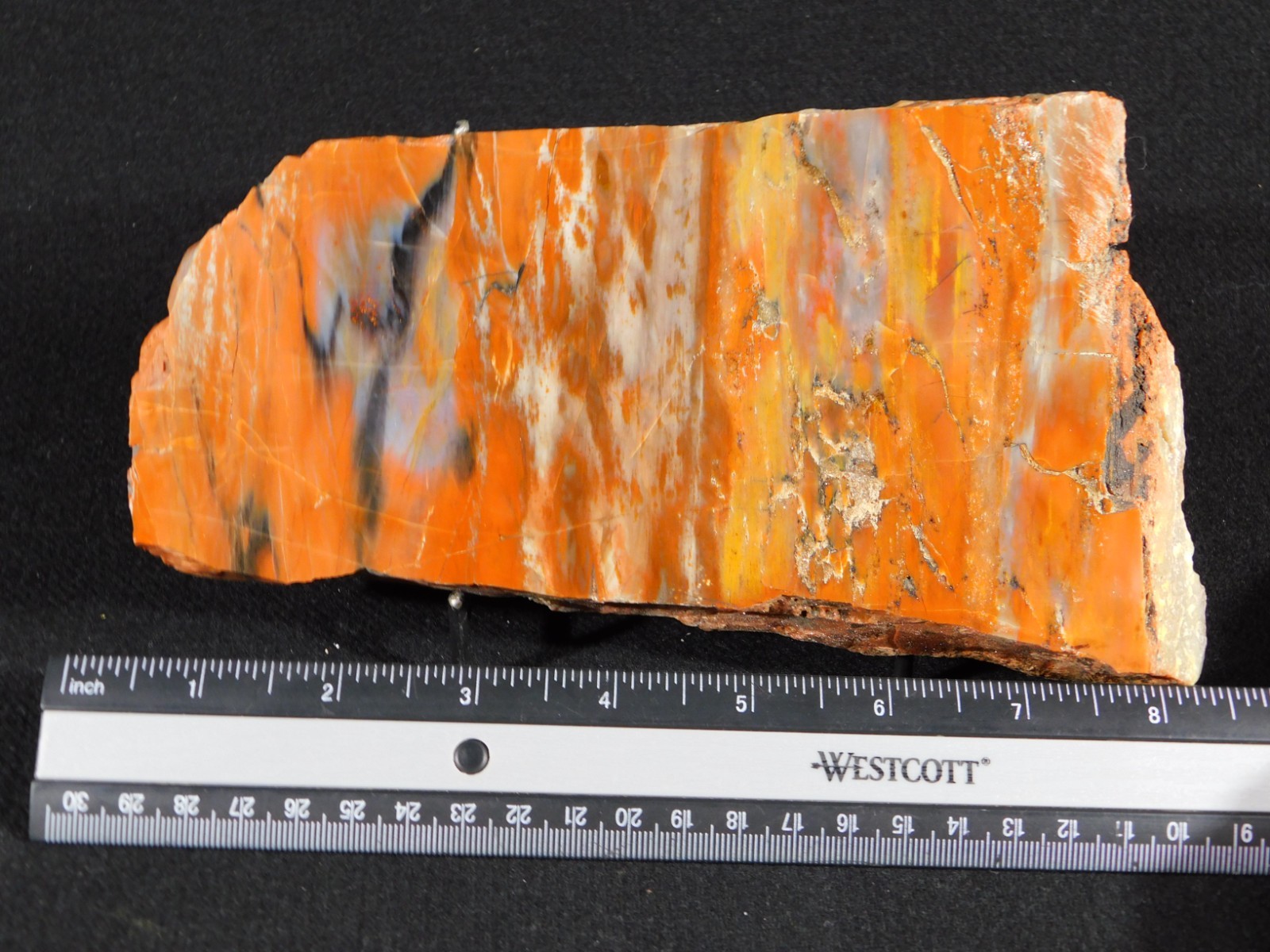 Colorful Polished Petrified WOOD RAINBOW Fossil Slab Arizona 752gr
