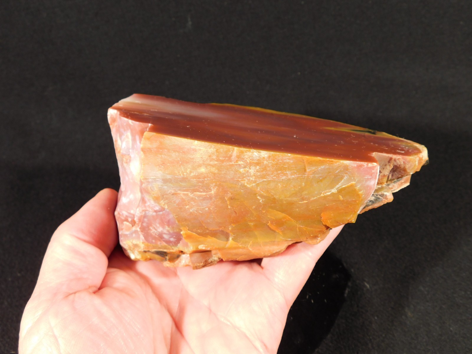 Larger! Red Purple Yellow Polished Petrified RAINBOW WOOD Fossil Arizona 959gr