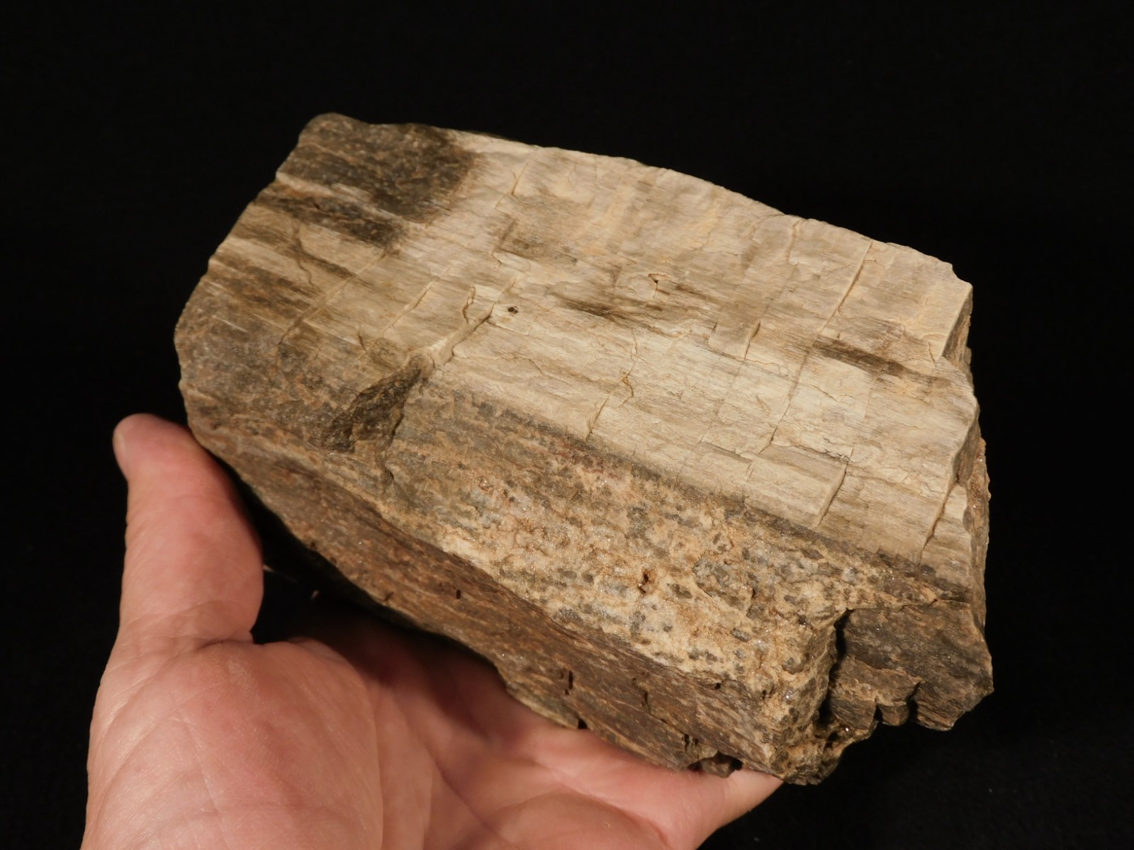 Well Defined BARK! Big 100% Natural Petrified Wood Fossil Jurassic Utah 1740gr