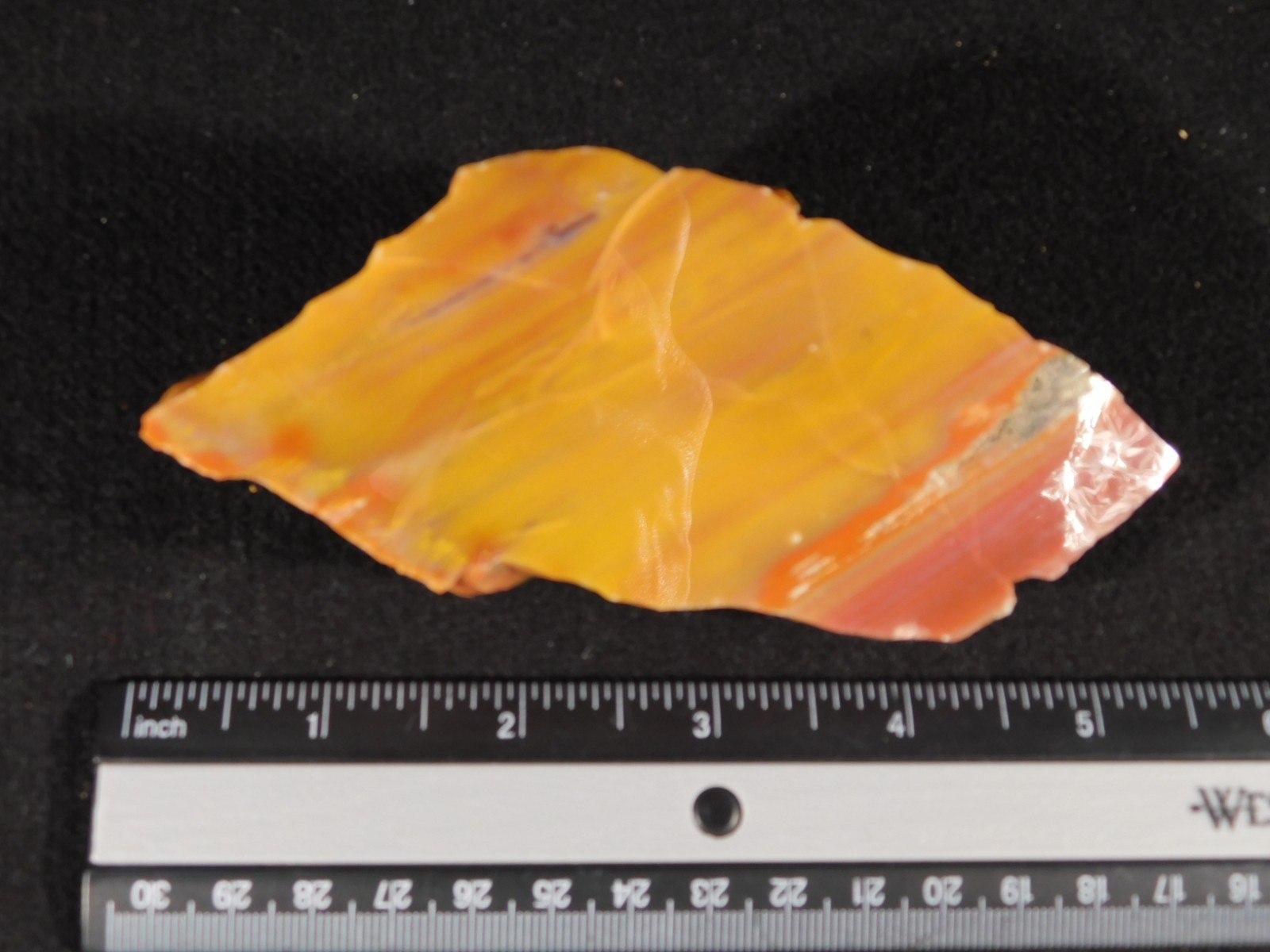 Polished Deep Yellow/RED Petrified RAINBOW WOOD Fossil End Cut Arizona 309gr