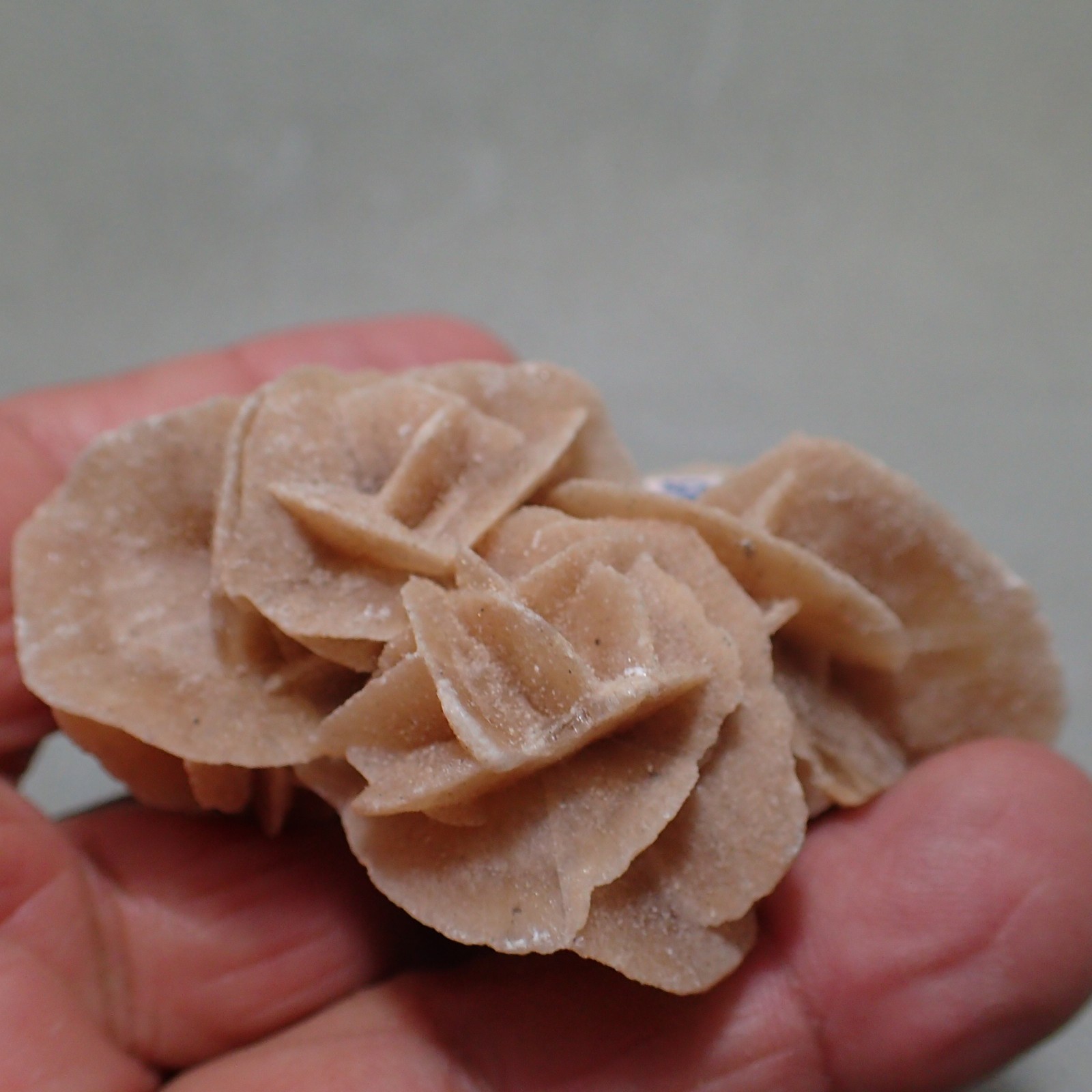 Gypsum var. Selenite, Chottel Djerid, Kebeli Gouernorate, Tunisia