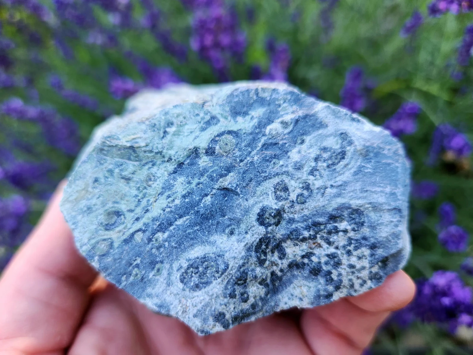 4.5 lbs Kambaba “Crocodile” Jasper – 5 Pieces – Ideal for Lapidary or Tumbling
