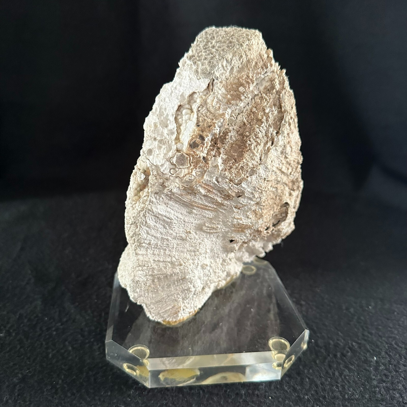 Agatized Fossilized Coral 7 inch Florida Fossil Polished on Lucite Base