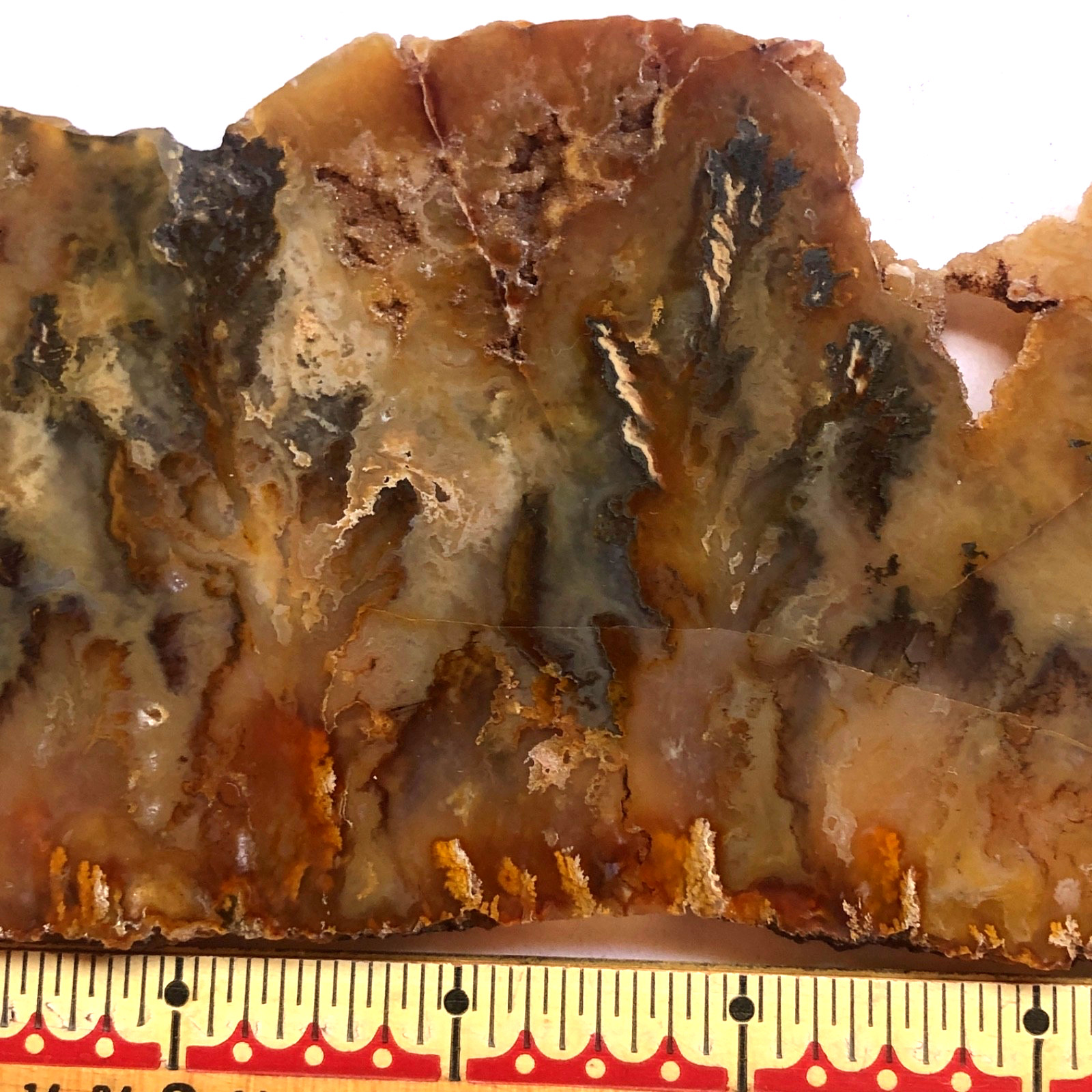 Graveyard Plume Agate Museum Grade Collectors Slab Oregon 202 Grams