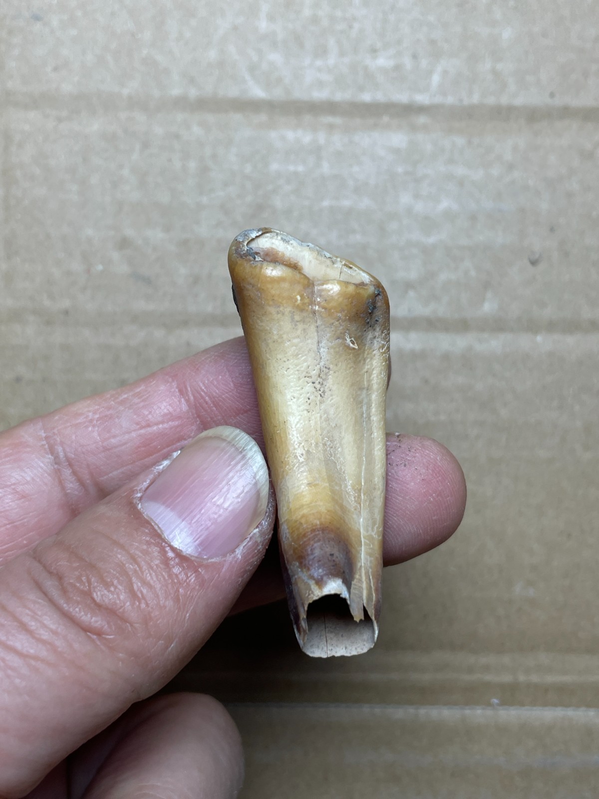 5 pieces Beautiful Ice Age tooth collection