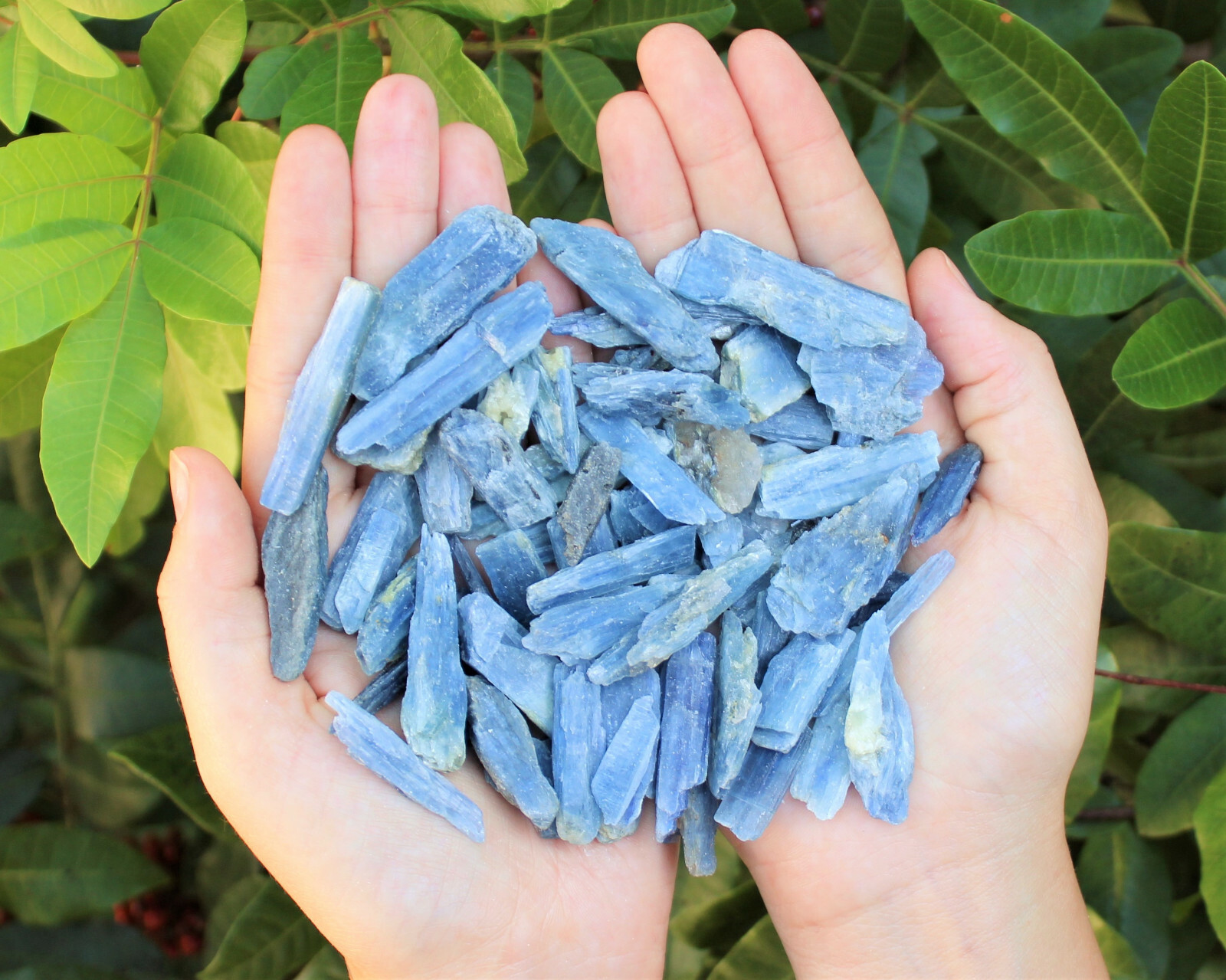 Blue Kyanite Blades Crystal Collection 1/2 lb Box Lot – Natural Kyanite Crystals