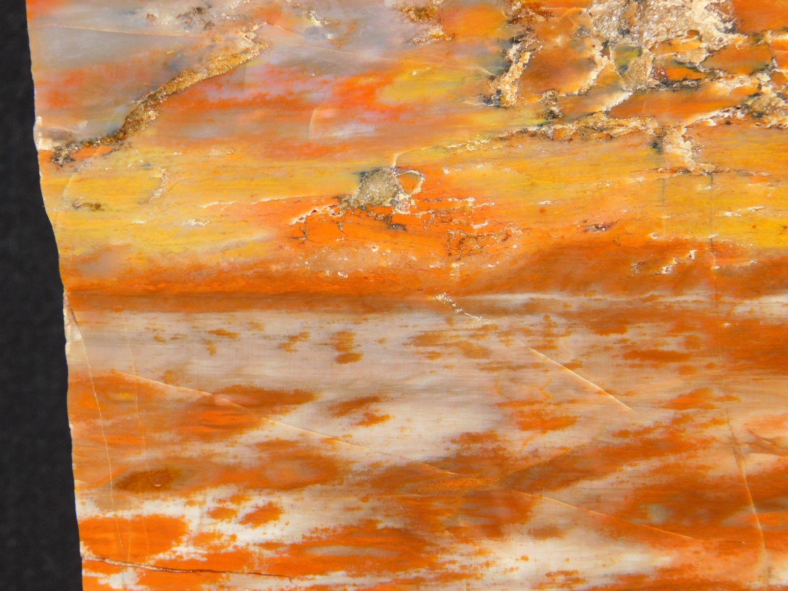 Colorful Polished Petrified WOOD RAINBOW Fossil Slab Arizona 752gr