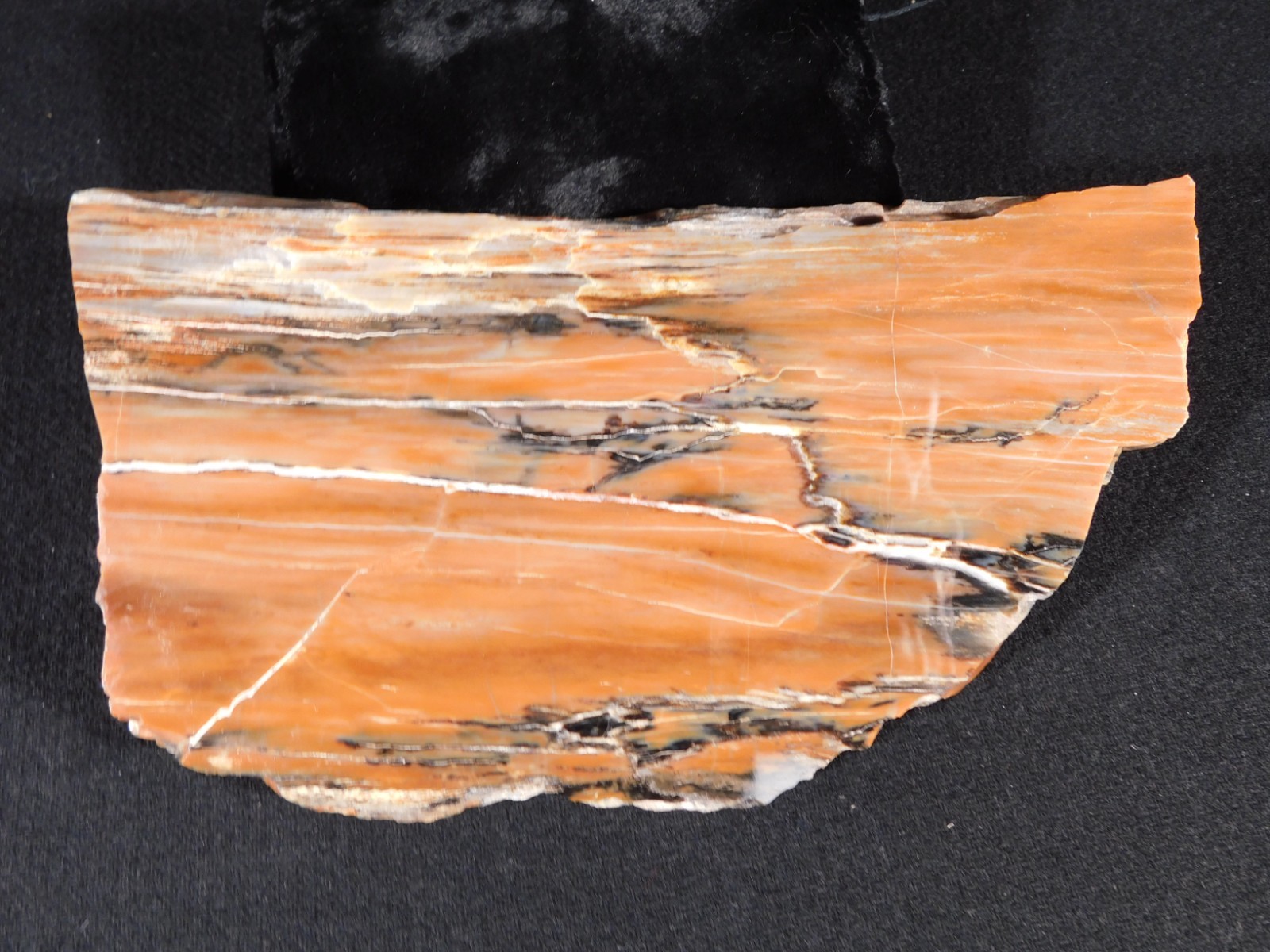 210 Million Year Old! Polished RAINBOW Petrified WOOD Fossil Slab Arizona 643gr