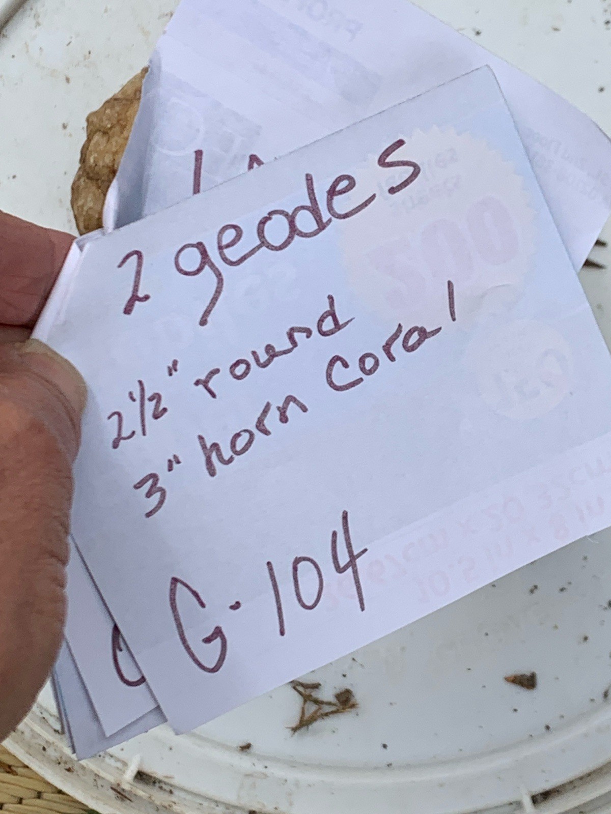 2 Geode Crystal + Horn Coral As Found-Southern Indiana 2.5”-3”++A Free Gift!