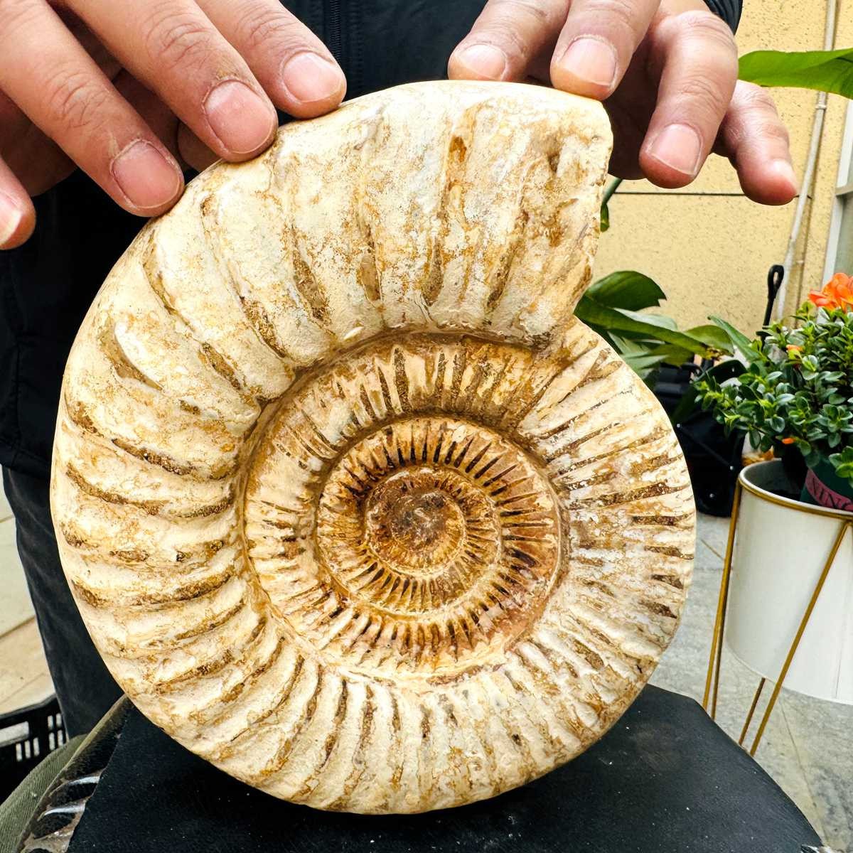 5.25LB Rare Large Natural Polished Natural Conch Fossil Specimens of Madagascar