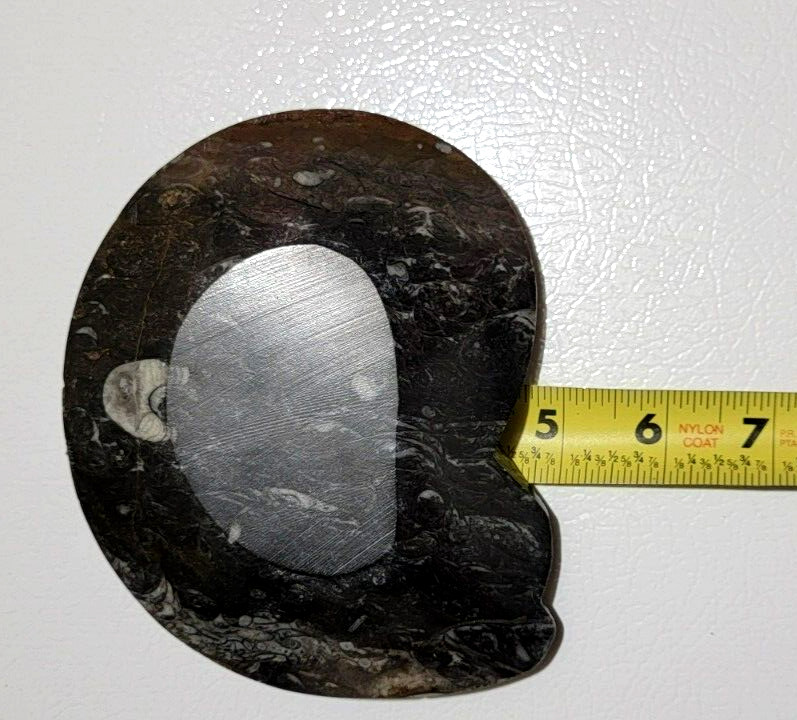 Polished Marble Orthoceras Fossil Shell Shaped Bowl
