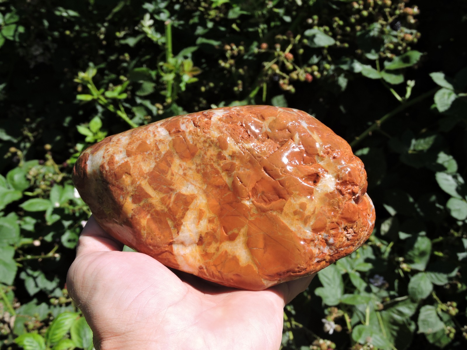 High Grade Whole OREGON Marbled Jasper Nodule (5Lb+) ORANGE Brecciated Jaspagate
