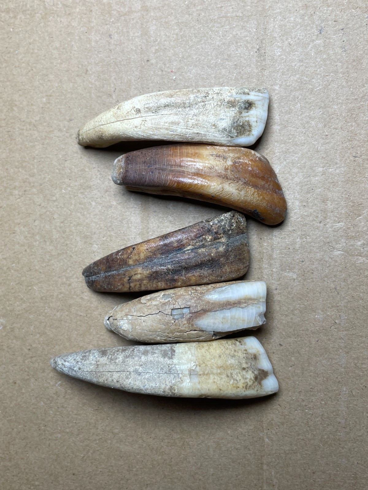 5 pieces Beautiful Ice Age tooth collection