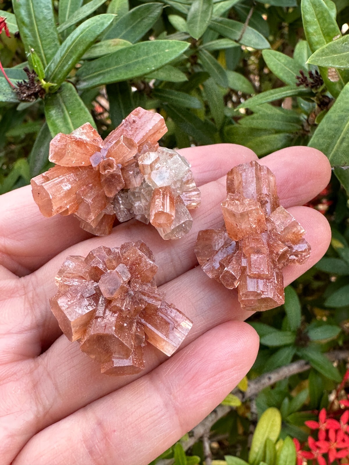 7-10 pcs Box Aragonite Clusters Collection,Grade A++ Mini Aragonite Star Crystal