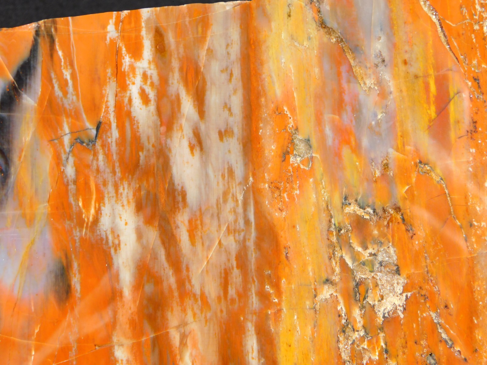 Colorful Polished Petrified WOOD RAINBOW Fossil Slab Arizona 752gr