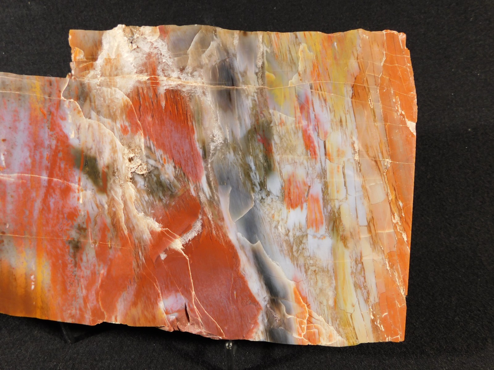 Nice BARK! BIG Polished Petrified RAINBOW WOOD Fossil Arizona 2313gr
