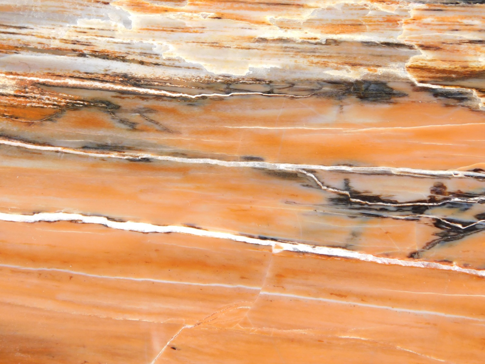 210 Million Year Old! Polished RAINBOW Petrified WOOD Fossil Slab Arizona 643gr