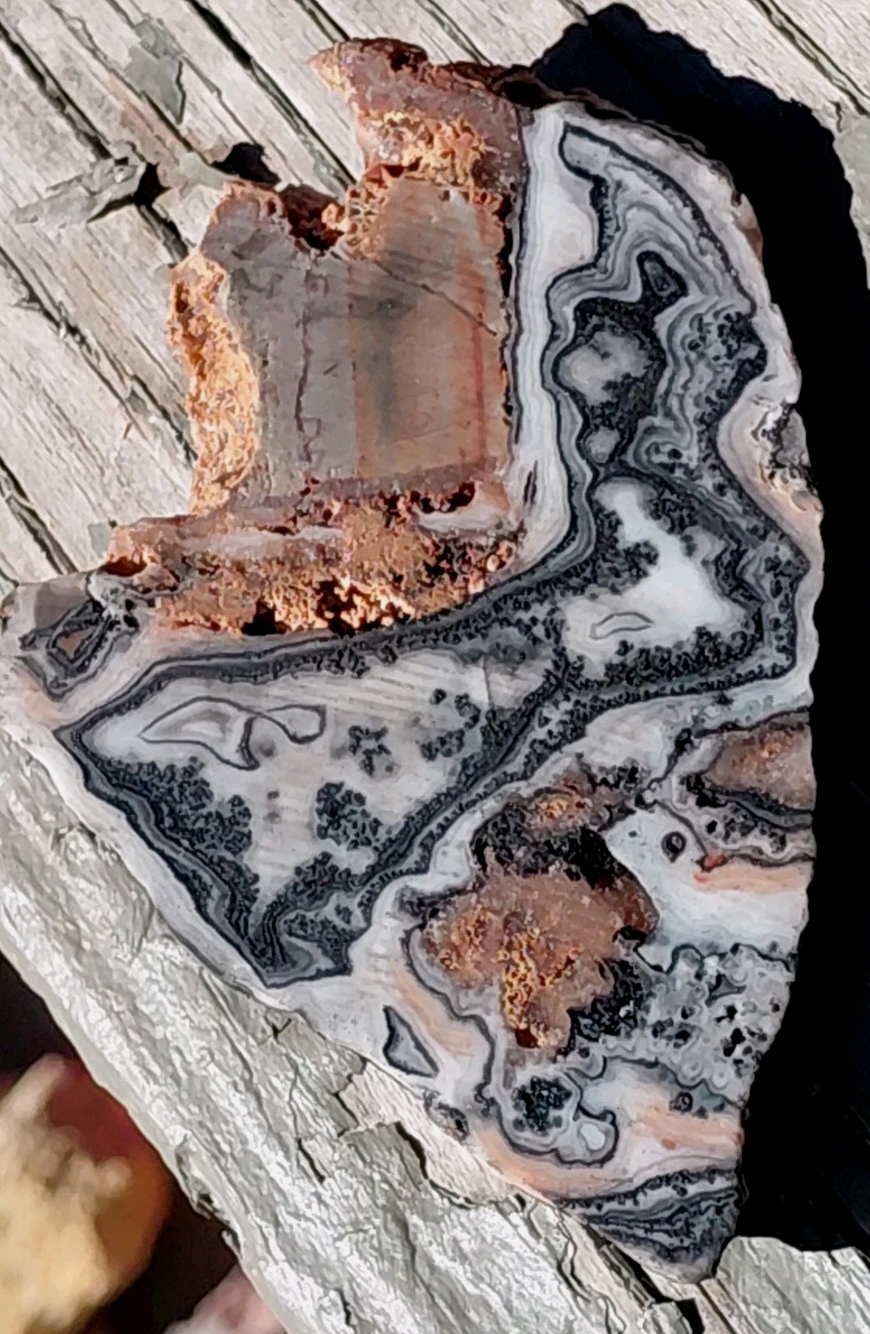 Zebra Calcite Lace Dendrite Bands Display Décor Reiki Cabs End Slab 3 1/2″×2 1/2