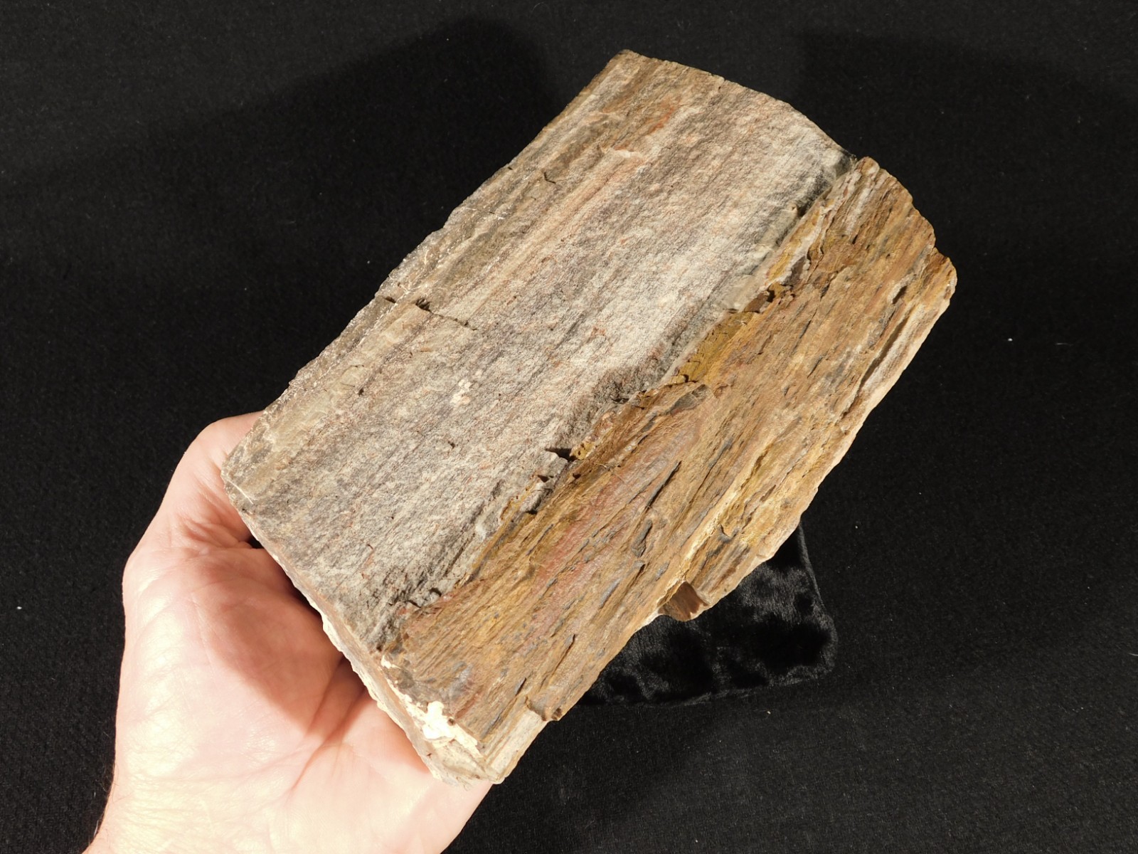 Nice BARK! Big Petrified Wood Fossil From Jurassic Utah 2575gr