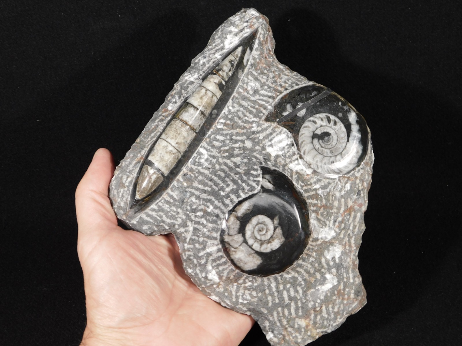 TWO! Polished Goniatite Fossils and an Orthoceras Fossil in Big Matrix 1441gr