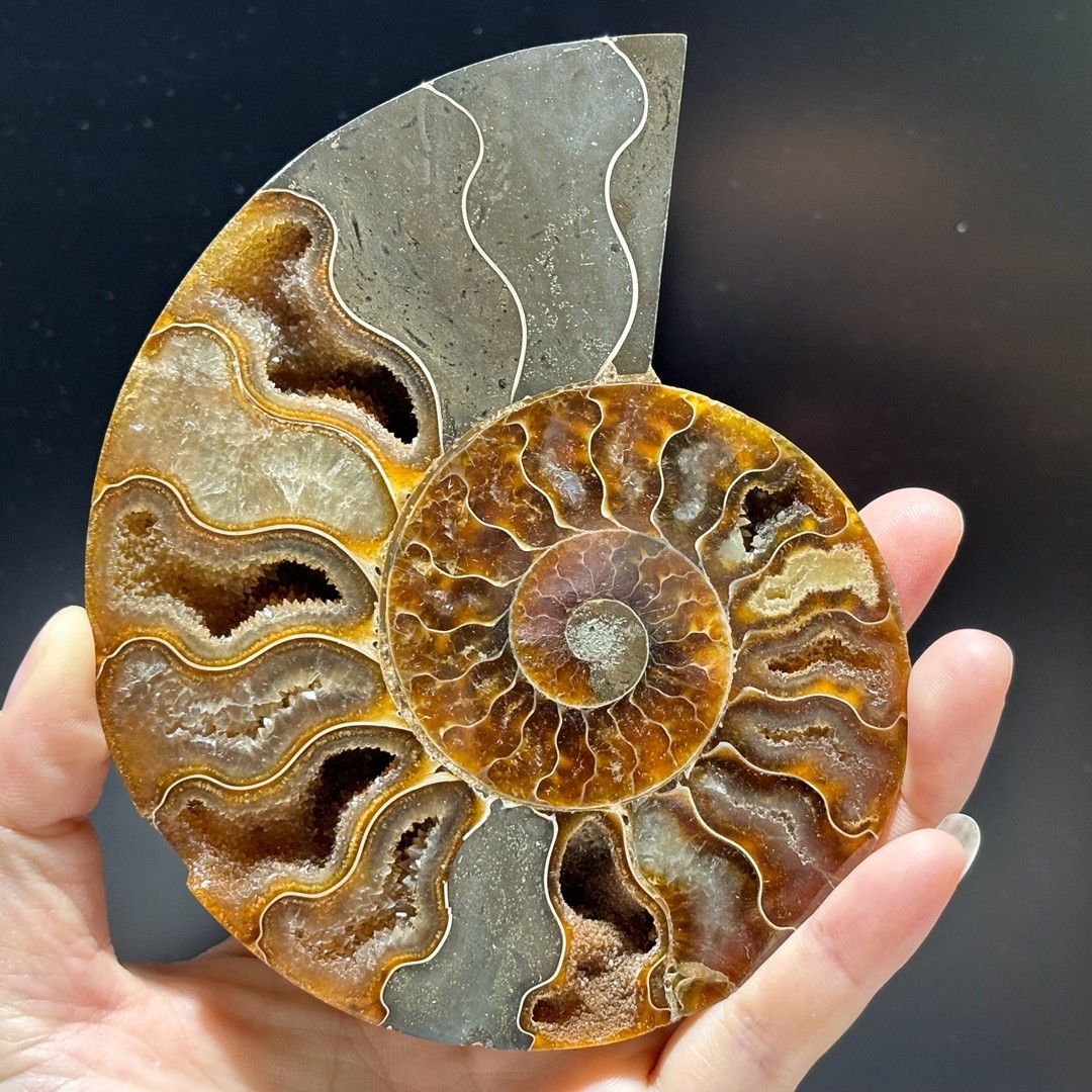 Natural ammonite fossil conch Crystal specimen healing+stand 1PC 200g+